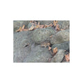 chipmunk Puzzle (96, 252, 500, 1000-Piece)